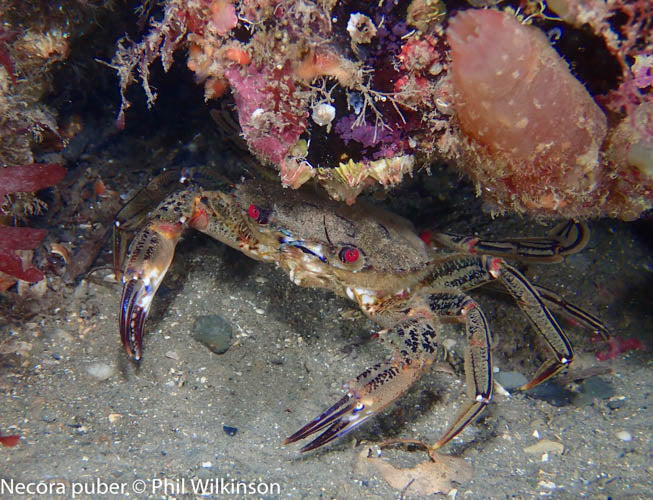 Ireland Dive Trip June 7th - 10th 2024