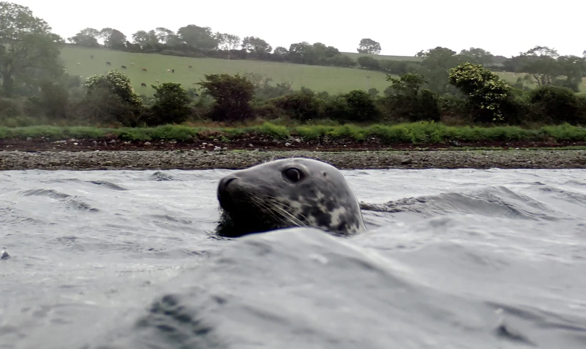 Ireland Dive Trip June 7th - 10th 2024